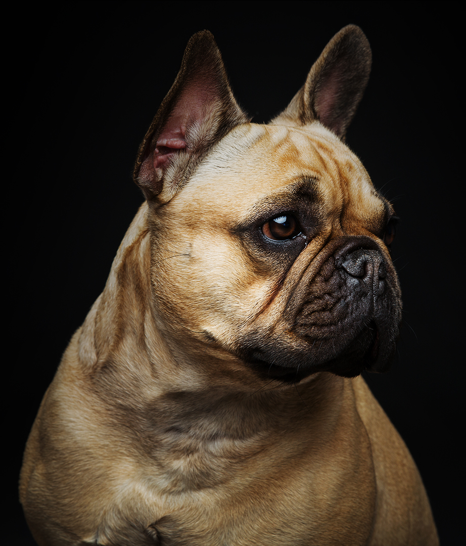 Dog-BG1